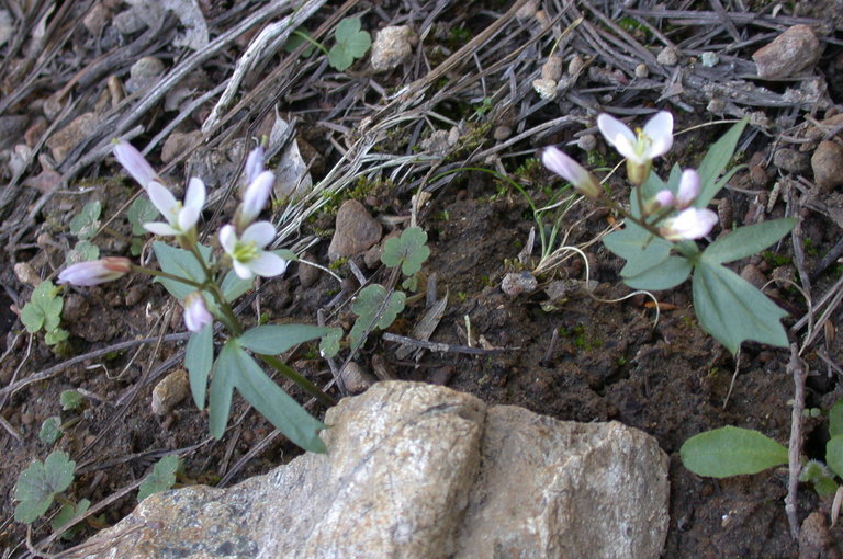 Слика од Cardamine nuttallii Greene