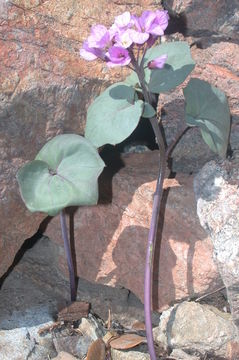 Image of Serpentine Bittercress