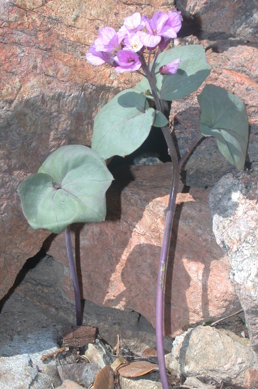 Image de Cardamine pachystigma (S. Watson) Rollins