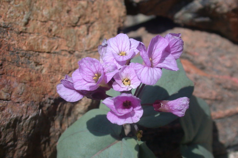 Image de Cardamine pachystigma (S. Watson) Rollins