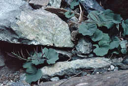 Image de Cardamine pachystigma (S. Watson) Rollins