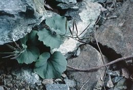 Image de Cardamine pachystigma (S. Watson) Rollins