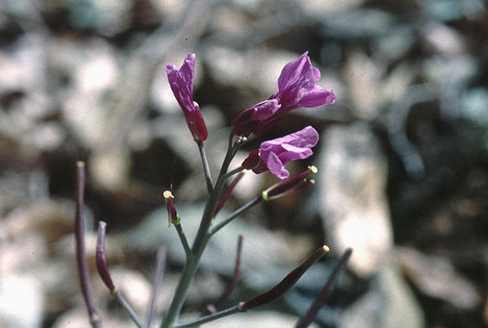 Image of Serpentine Bittercress