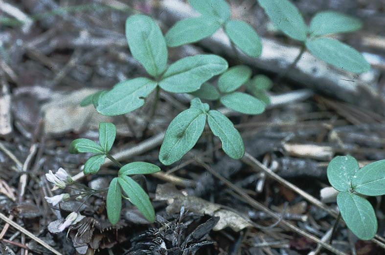 Слика од Cardamine nuttallii Greene