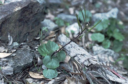 Image de Cardamine pachystigma (S. Watson) Rollins