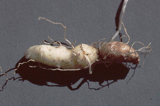 Image de Cardamine pachystigma (S. Watson) Rollins