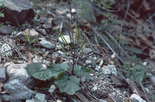 Image of Serpentine Bittercress