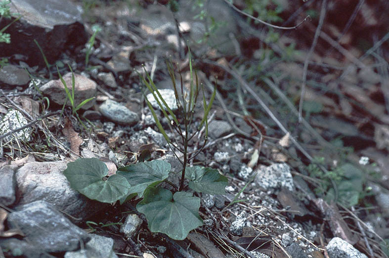 Image de Cardamine pachystigma (S. Watson) Rollins