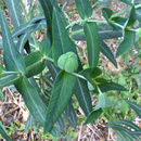 Image of caper spurge