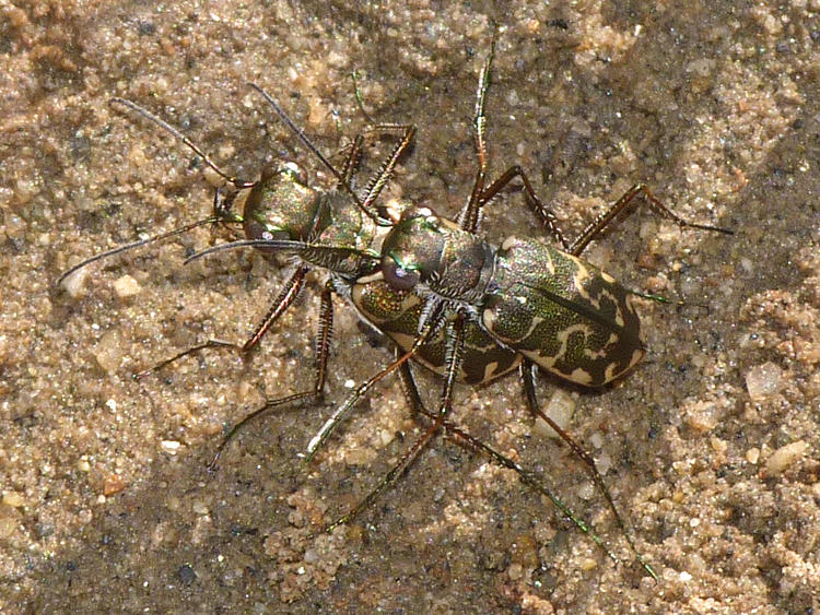 Image of Cicindela (Cicindelidia) trifasciata sigmoidea Le Conte 1851