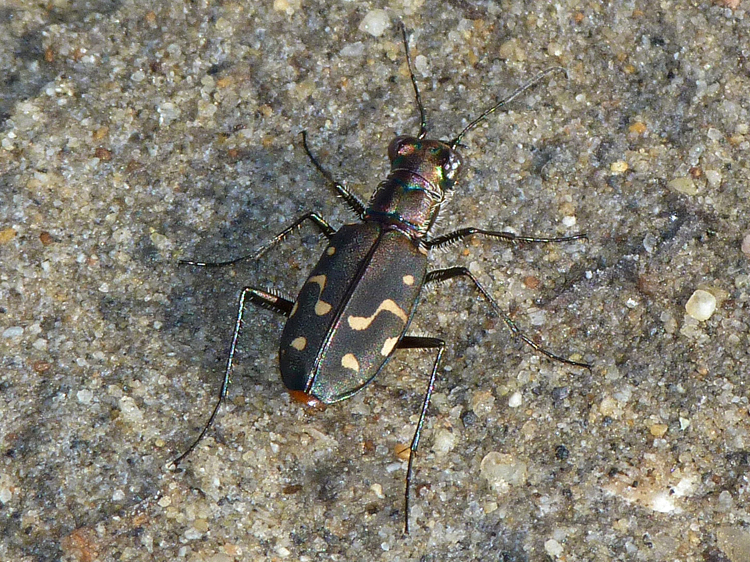 Image of <i>Cicindela haemorrhagica</i>