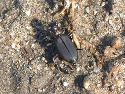 Image of <i>Cicindela haemorrhagica</i>