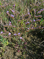 Image of Algerian sea lavender