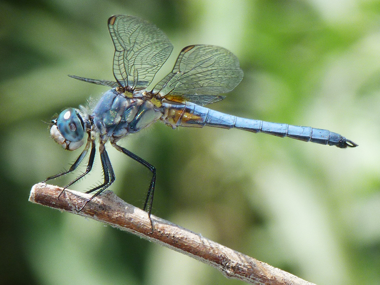 Imagem de Pachydiplax longipennis (Burmeister 1839)