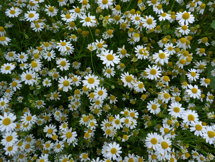 Image of stinking chamomile