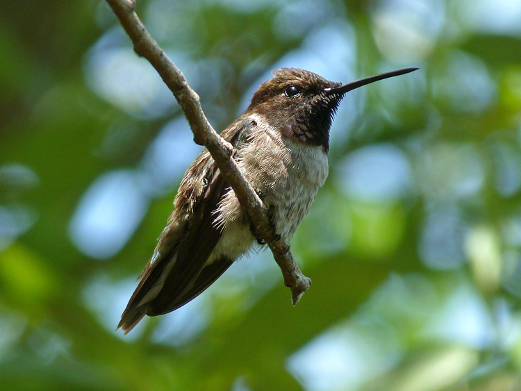 Image of Black-chinned Hummingbird