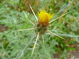 Image of yellow star-thistle