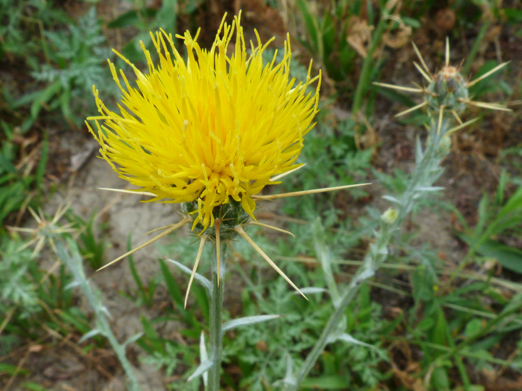 Image of yellow star-thistle