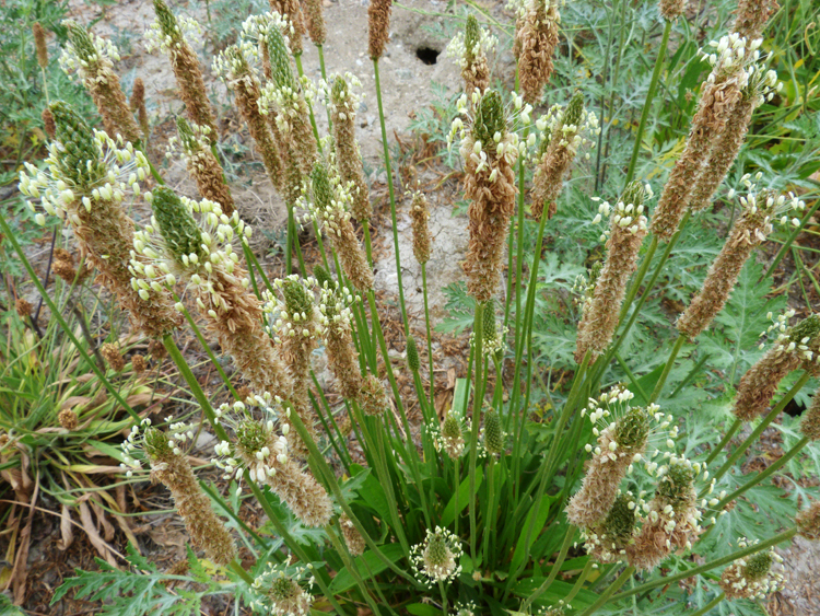 Image of Ribwort Plantain