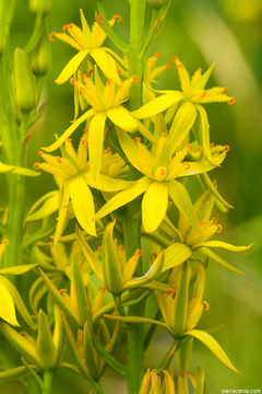 Image of California bog asphodel