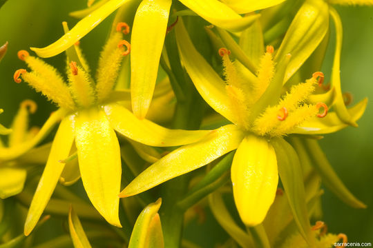 Image of California bog asphodel