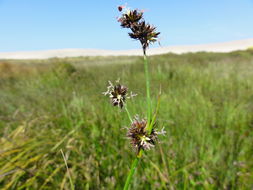 Image of <i>Juncus <i>phaeocephalus</i></i> var. phaeocephalus