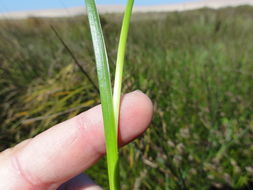 Image of <i>Juncus <i>phaeocephalus</i></i> var. phaeocephalus