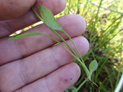 Image of <i>Ranunculus flammula</i> var. <i>ovalis</i>