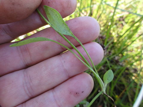 Image de <i>Ranunculus flammula</i> var. <i>ovalis</i>