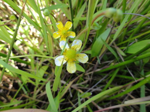 Image of <i>Ranunculus flammula</i> var. <i>ovalis</i>