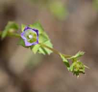 Image of Western Pearlflower