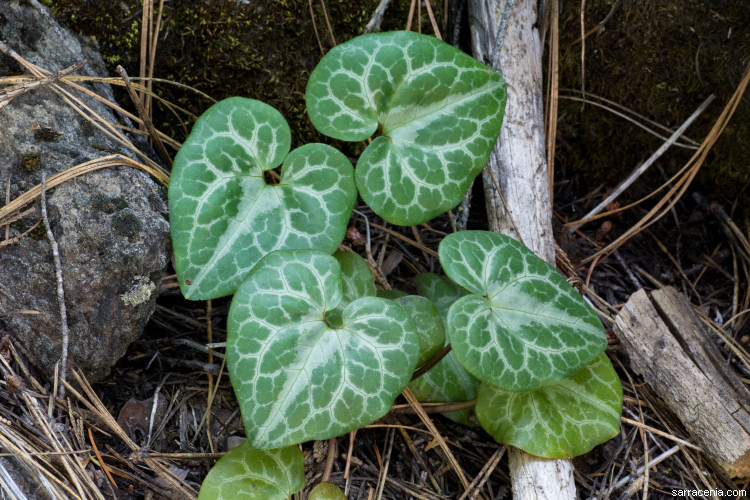 Image de Asarum hartwegii S. Wats.