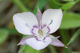 Calochortus nudus S. Watson的圖片