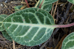 Image of whiteveined wintergreen