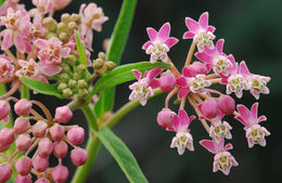 Imagem de Asclepias incarnata L.