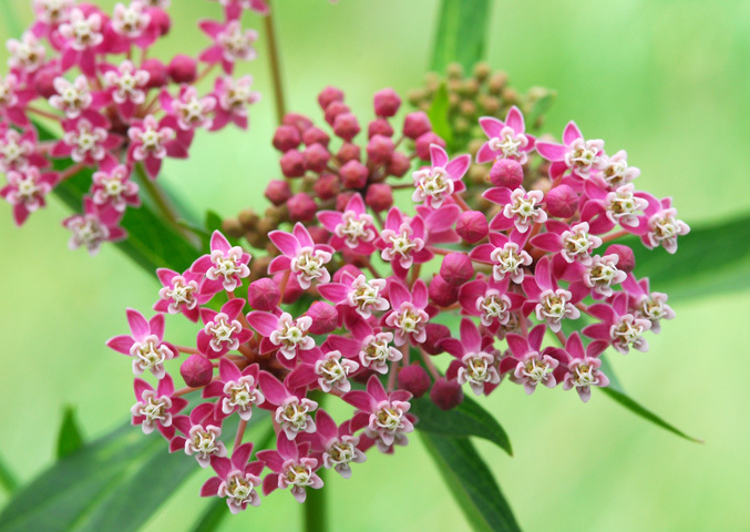 Imagem de Asclepias incarnata L.