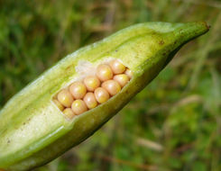 صورة Iris douglasiana Herb.