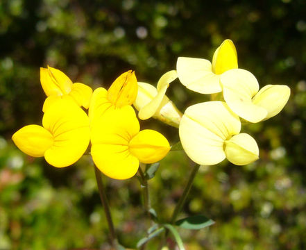 Image of Common Bird's-foot-trefoil