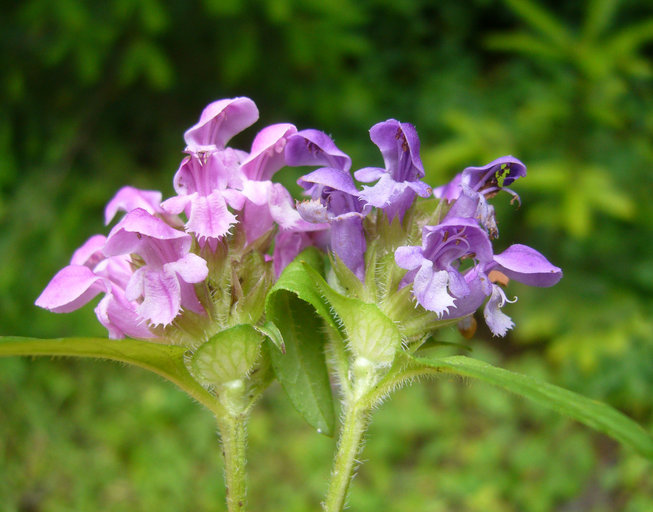 صورة Prunella vulgaris subsp. lanceolata (W. P. C. Barton) Piper & Beattie