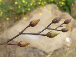 Scrophularia oregana Pennell resmi