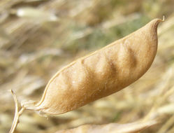 Image of fodder vetch