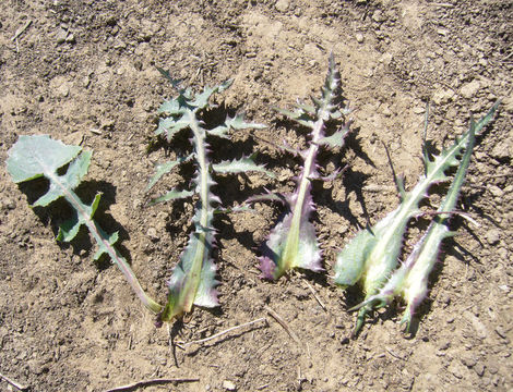 Image of common sowthistle