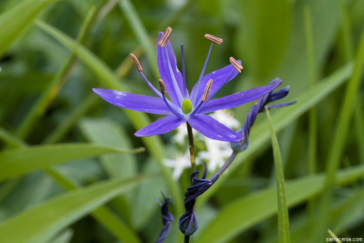 Image of Suksdorf's large camas