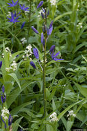 Image of Suksdorf's large camas