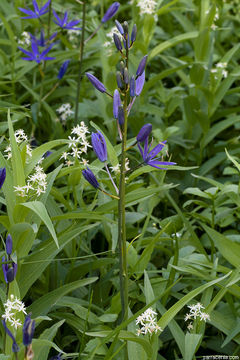 Image of Suksdorf's large camas