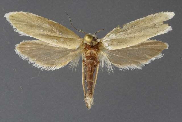 Image of yucca moths