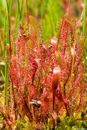 صورة Drosera anglica Huds.