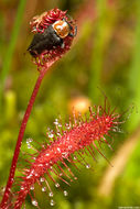 صورة Drosera anglica Huds.