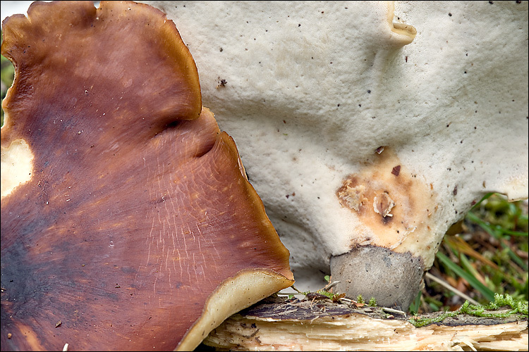 Image de Polypore bai