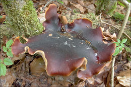 Image de Polypore bai